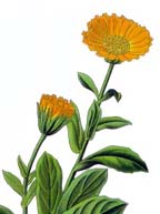 calendula