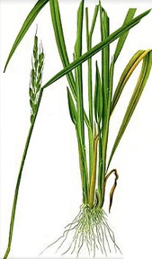 drawing of lemongrass