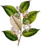 Benzoin botanical drawing