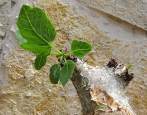 Opoponax branch and leaves 