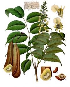 Balsam of Peru botanical drawing
