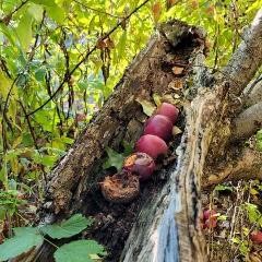 line of apples fallen into a rotted tree