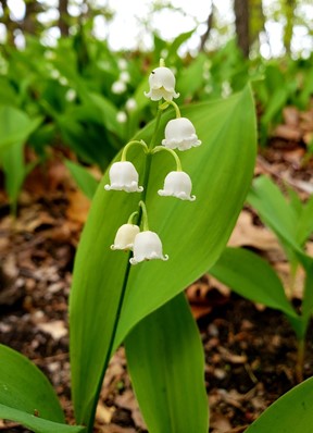 Lily of the Valley Seeds from Alchemy Works - Seeds for Magick Herbs ...