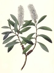 Niaouli botanical drawing