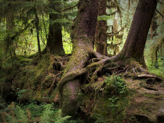Redcedar nurse-log continuing to nourish the forest after it falls