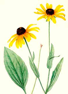 Showy Black-Eyed Susan Seeds from Alchemy Works - Seeds for Magick ...