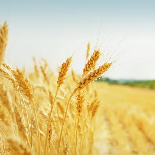 golden stalks of wheat in a field