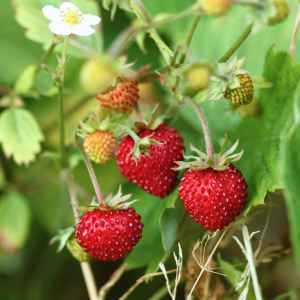 ripe wild strawberries